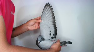 Pigeon image