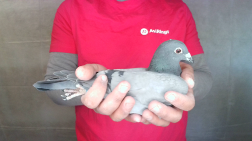 Pigeon image