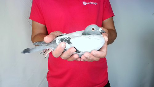 Pigeon image