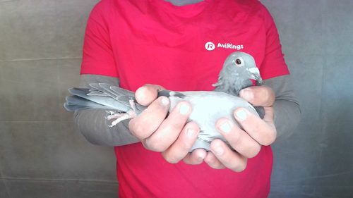 Pigeon image