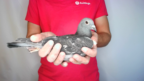 Pigeon image