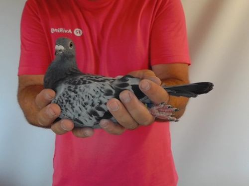 Pigeon image