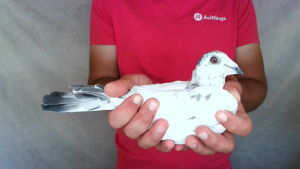 Pigeon image
