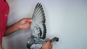 Pigeon image