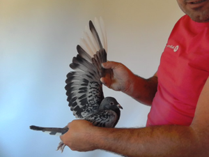 Pigeon image