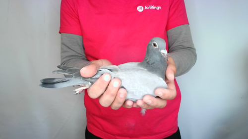 Pigeon image