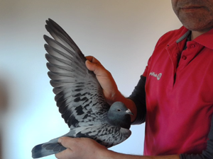 Pigeon image