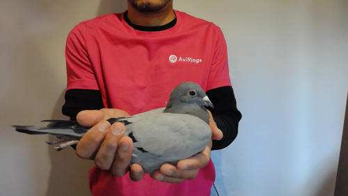 Pigeon image