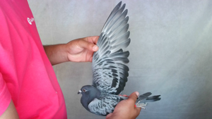 Pigeon image
