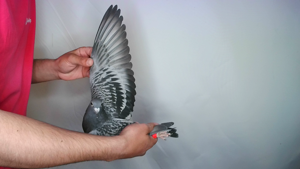 Pigeon image