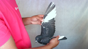 Pigeon image