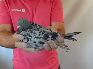 Pigeon image