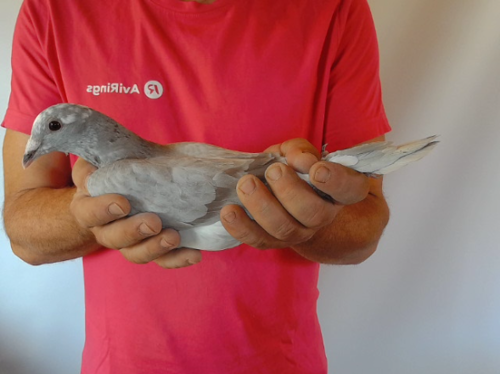 Pigeon image