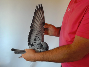Pigeon image