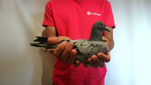 Pigeon image