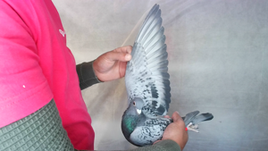 Pigeon image