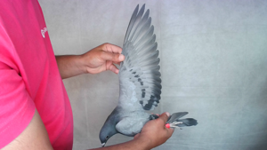 Pigeon image