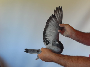 Pigeon image