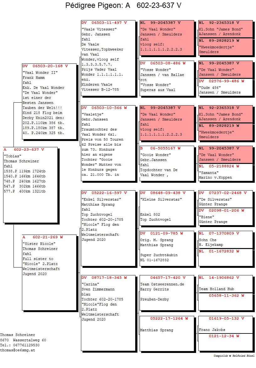 Pigeon pedigree image