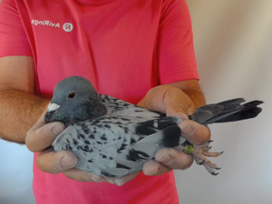 Pigeon image