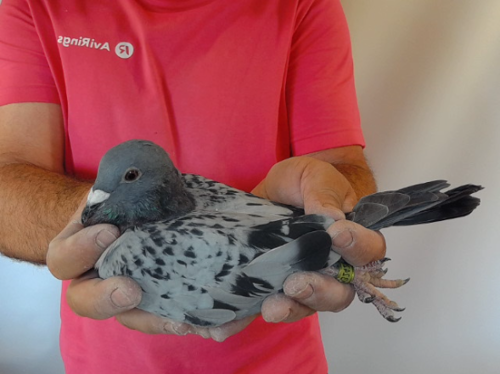 Pigeon image