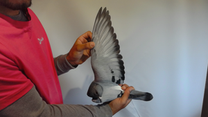 Pigeon image