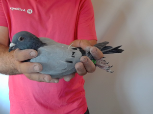 Pigeon image