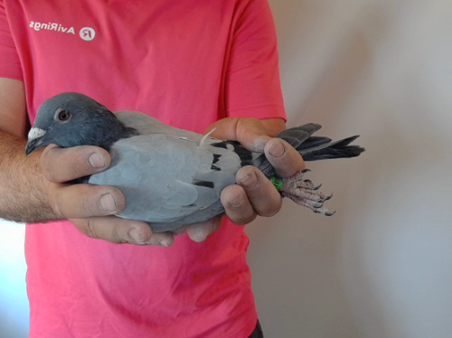 Pigeon image