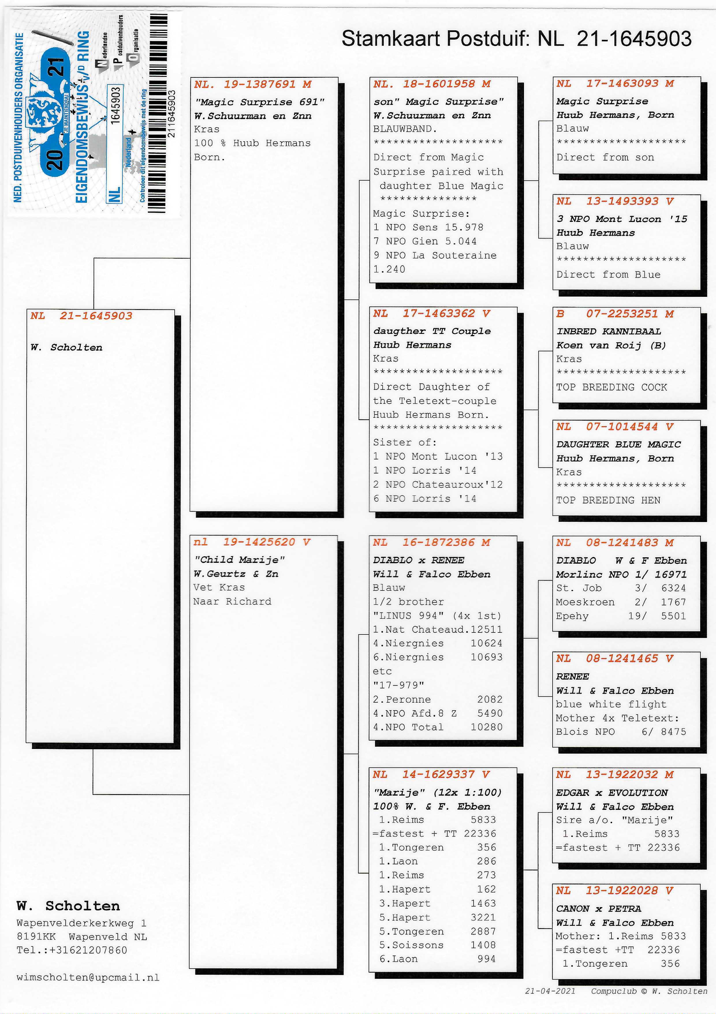 Pigeon pedigree image