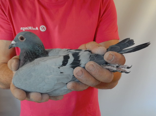 Pigeon image