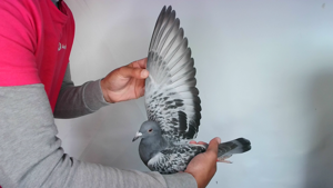 Pigeon image