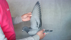 Pigeon image