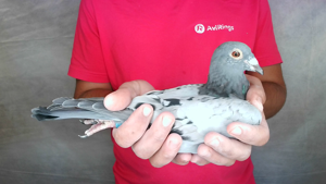 Pigeon image
