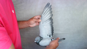 Pigeon image