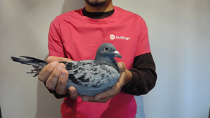 Pigeon image