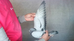 Pigeon image