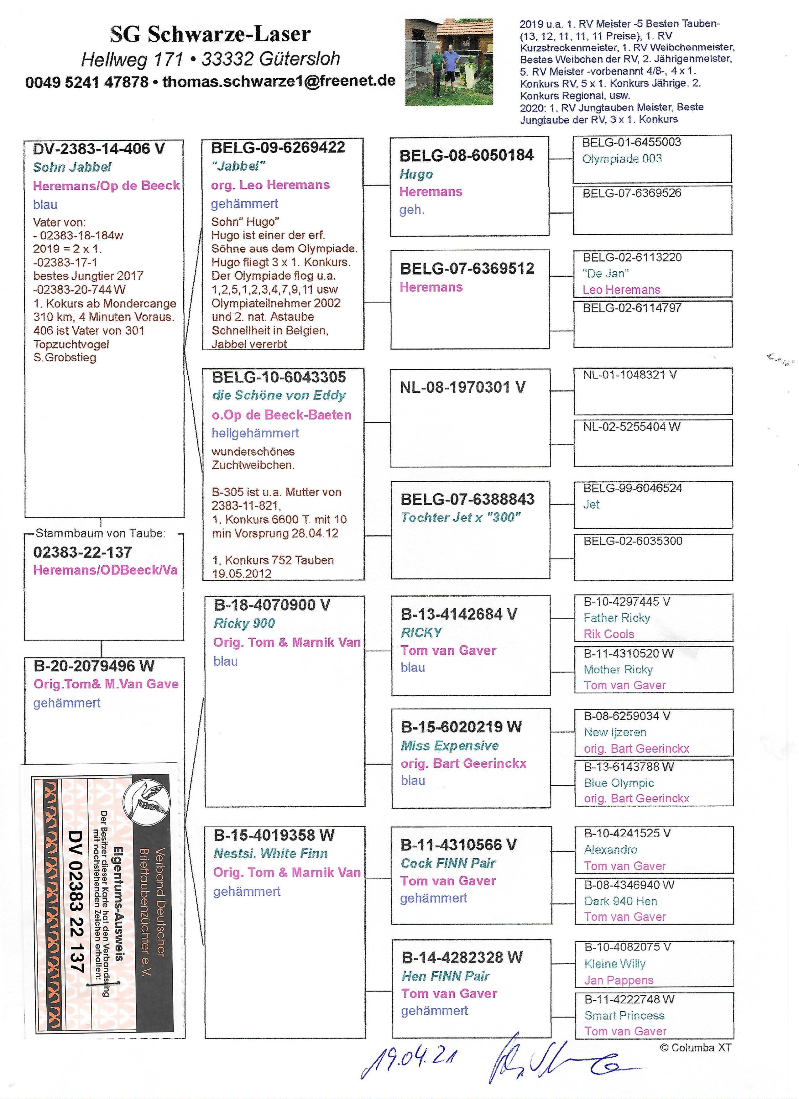 Pigeon pedigree image
