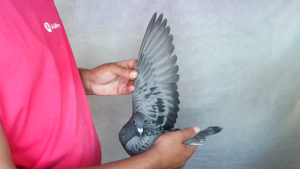 Pigeon image