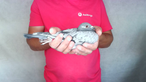 Pigeon image