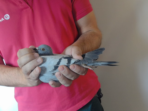 Pigeon image