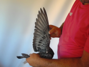Pigeon image