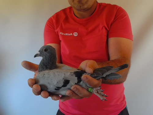Pigeon image