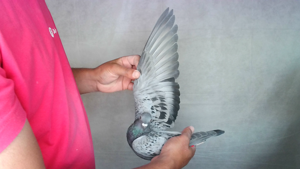 Pigeon image