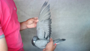 Pigeon image