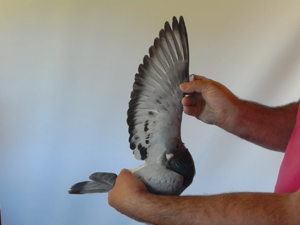 Pigeon image