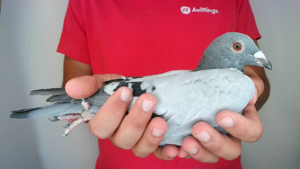 Pigeon image