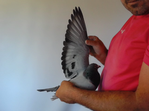 Pigeon image