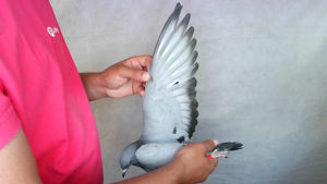 Pigeon image
