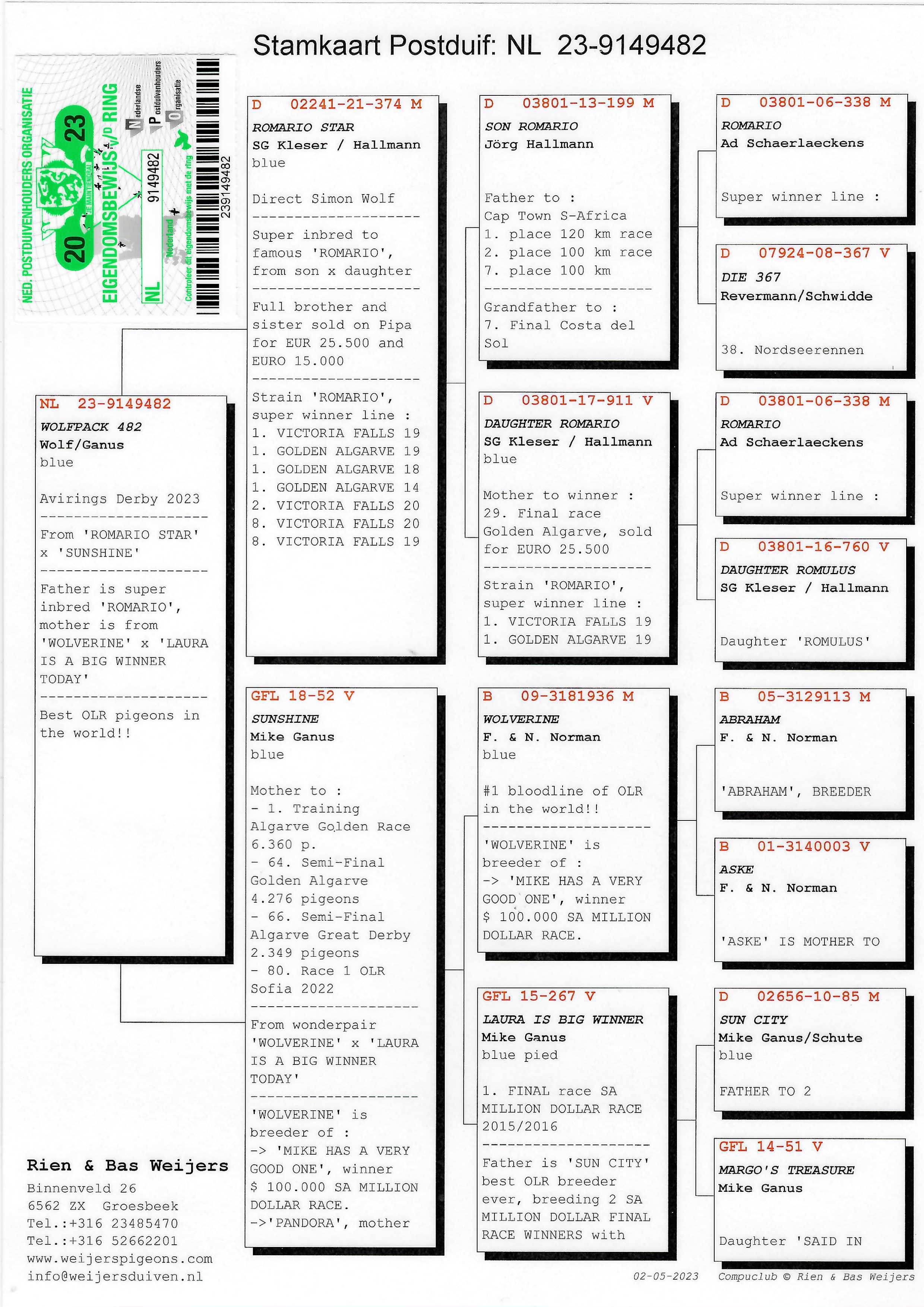 Pigeon pedigree image