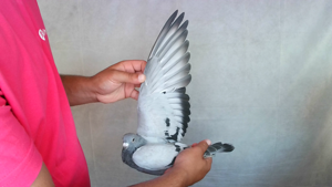 Pigeon image
